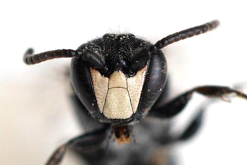 Réf. 342 183 : Hylaeus sp.
